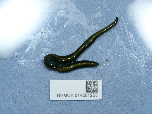  ( - NHMUK014561253)  @11 [ ] Unspecified (default): All Rights Reserved  Unspecified Unspecified