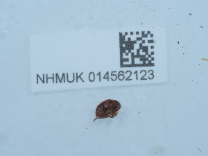  ( - NHMUK014562123)  @11 [ ] Unspecified (default): All Rights Reserved  Unspecified Unspecified