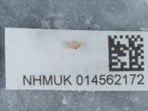  ( - NHMUK014562172)  @11 [ ] Unspecified (default): All Rights Reserved  Unspecified Unspecified