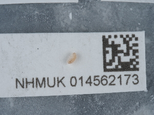  ( - NHMUK014562173)  @11 [ ] Unspecified (default): All Rights Reserved  Unspecified Unspecified