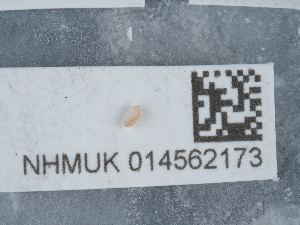  ( - NHMUK014562173)  @11 [ ] Unspecified (default): All Rights Reserved  Unspecified Unspecified