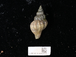  ( - NHMUK014562533)  @11 [ ] Unspecified (default): All Rights Reserved  Unspecified Unspecified