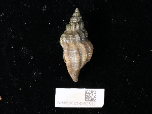  ( - NHMUK014562533)  @11 [ ] Unspecified (default): All Rights Reserved  Unspecified Unspecified