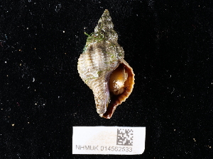  ( - NHMUK014562533)  @11 [ ] Unspecified (default): All Rights Reserved  Unspecified Unspecified