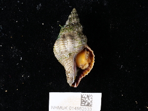  ( - NHMUK014562533)  @11 [ ] Unspecified (default): All Rights Reserved  Unspecified Unspecified