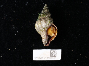  ( - NHMUK014562533)  @11 [ ] Unspecified (default): All Rights Reserved  Unspecified Unspecified