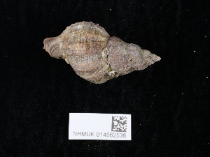  ( - NHMUK014562536)  @11 [ ] Unspecified (default): All Rights Reserved  Unspecified Unspecified