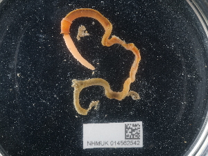  ( - NHMUK014562542)  @11 [ ] Unspecified (default): All Rights Reserved  Unspecified Unspecified