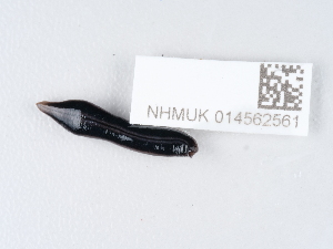  ( - NHMUK014562561)  @11 [ ] Unspecified (default): All Rights Reserved  Unspecified Unspecified