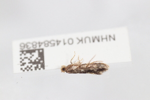  ( - NHMUK014584836)  @11 [ ] Unspecified (default): All Rights Reserved  Unspecified Unspecified