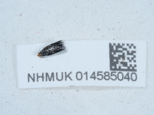  ( - NHMUK014585040)  @11 [ ] Unspecified (default): All Rights Reserved  Unspecified Unspecified