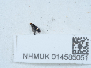  ( - NHMUK014585051)  @11 [ ] Unspecified (default): All Rights Reserved  Unspecified Unspecified