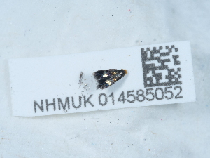  ( - NHMUK014585052)  @11 [ ] Unspecified (default): All Rights Reserved  Unspecified Unspecified