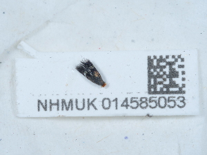  ( - NHMUK014585053)  @11 [ ] Unspecified (default): All Rights Reserved  Unspecified Unspecified