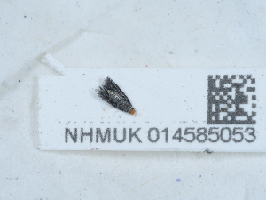  ( - NHMUK014585053)  @11 [ ] Unspecified (default): All Rights Reserved  Unspecified Unspecified