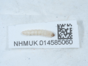  ( - NHMUK014585060)  @11 [ ] Unspecified (default): All Rights Reserved  Unspecified Unspecified