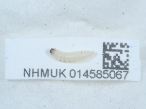  ( - NHMUK014585067)  @11 [ ] Unspecified (default): All Rights Reserved  Unspecified Unspecified