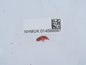  ( - NHMUK014598887)  @11 [ ] Unspecified (default): All Rights Reserved  Unspecified Unspecified
