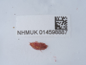  ( - NHMUK014598887)  @11 [ ] Unspecified (default): All Rights Reserved  Unspecified Unspecified