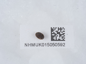  ( - NHMUK015050592)  @11 [ ] Unspecified (default): All Rights Reserved  Unspecified Unspecified