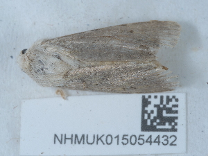  (Agrotis ripae - NHMUK015054432)  @11 [ ] Unspecified (default): All Rights Reserved  Unspecified Unspecified