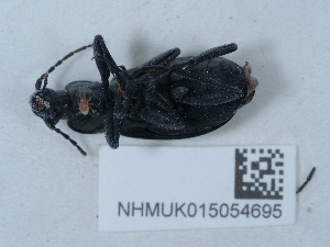  (Carabus granulatus calabricus - NHMUK015054695)  @11 [ ] Unspecified (default): All Rights Reserved  Unspecified Unspecified