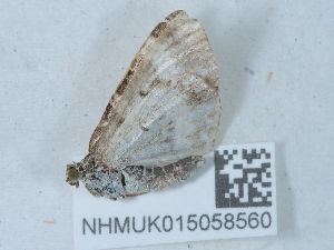  (Epirrhoe alternata pseudotristata - NHMUK015058560)  @11 [ ] Unspecified (default): All Rights Reserved  Unspecified Unspecified