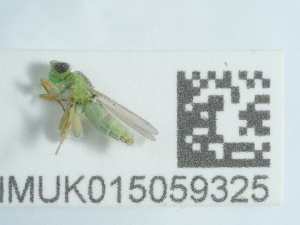  ( - NHMUK015059325)  @11 [ ] Unspecified (default): All Rights Reserved  Unspecified Unspecified