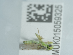  ( - NHMUK015059325)  @11 [ ] Unspecified (default): All Rights Reserved  Unspecified Unspecified