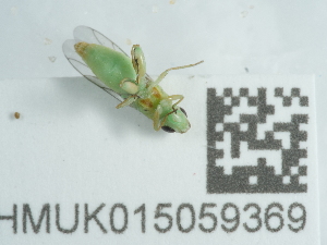  ( - NHMUK015059369)  @11 [ ] Unspecified (default): All Rights Reserved  Unspecified Unspecified