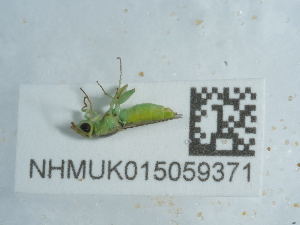  ( - NHMUK015059371)  @11 [ ] Unspecified (default): All Rights Reserved  Unspecified Unspecified