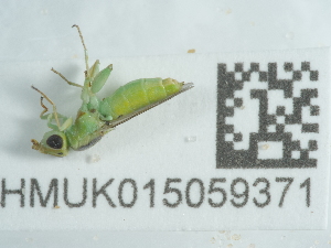  ( - NHMUK015059371)  @11 [ ] Unspecified (default): All Rights Reserved  Unspecified Unspecified