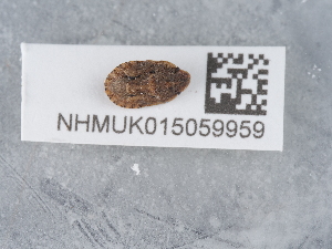  ( - NHMUK015059959)  @11 [ ] Unspecified (default): All Rights Reserved  Unspecified Unspecified