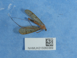  ( - NHMUK015060369)  @11 [ ] Unspecified (default): All Rights Reserved  Unspecified Unspecified