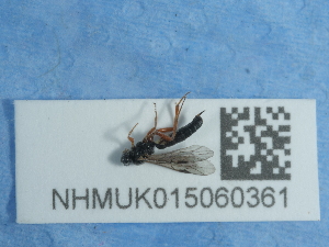  ( - NHMUK015060369)  @11 [ ] Unspecified (default): All Rights Reserved  Unspecified Unspecified