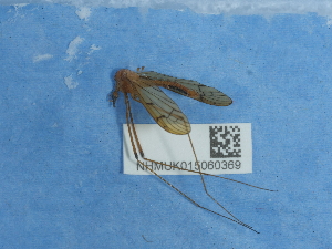  ( - NHMUK015060369)  @11 [ ] Unspecified (default): All Rights Reserved  Unspecified Unspecified