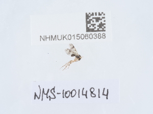  ( - NHMUK015060388)  @11 [ ] Unspecified (default): All Rights Reserved  Unspecified Unspecified