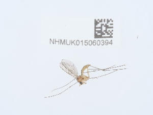  ( - NHMUK015060394)  @11 [ ] Unspecified (default): All Rights Reserved  Unspecified Unspecified