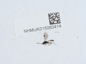  ( - NHMUK015060414)  @11 [ ] Unspecified (default): All Rights Reserved  Unspecified Unspecified