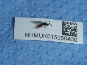  ( - NHMUK015060460)  @11 [ ] Unspecified (default): All Rights Reserved  Unspecified Unspecified