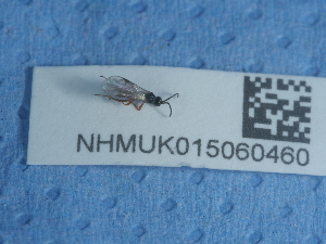  ( - NHMUK015060460)  @11 [ ] Unspecified (default): All Rights Reserved  Unspecified Unspecified
