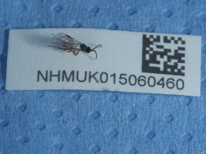  ( - NHMUK015060460)  @11 [ ] Unspecified (default): All Rights Reserved  Unspecified Unspecified