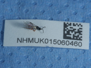  ( - NHMUK015060460)  @11 [ ] Unspecified (default): All Rights Reserved  Unspecified Unspecified