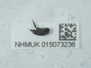  ( - NHMUK015073236)  @11 [ ] Unspecified (default): All Rights Reserved  Unspecified Unspecified