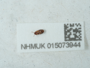  (Cis bilamellatus - NHMUK015073944)  @11 [ ] Unspecified (default): All Rights Reserved  Unspecified Unspecified