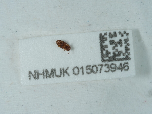  (Micrambe ulicis - NHMUK015073946)  @11 [ ] Unspecified (default): All Rights Reserved  Unspecified Unspecified