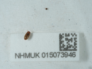  ( - NHMUK015073946)  @11 [ ] Unspecified (default): All Rights Reserved  Unspecified Unspecified
