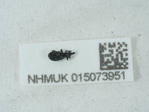  ( - NHMUK015073951)  @11 [ ] Unspecified (default): All Rights Reserved  Unspecified Unspecified