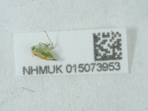  ( - NHMUK015073953)  @11 [ ] Unspecified (default): All Rights Reserved  Unspecified Unspecified