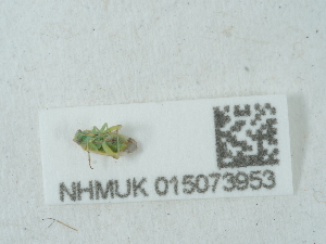  ( - NHMUK015073953)  @11 [ ] Unspecified (default): All Rights Reserved  Unspecified Unspecified
